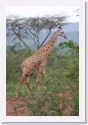 07AkagaraPMGameDrive - 09 * Giraffe (Twiga).